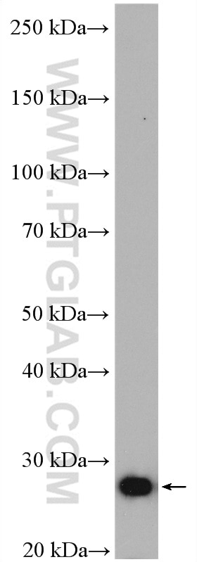 Western Blot (WB) analysis of mouse liver tissue using IDI1 Polyclonal antibody (11166-2-AP)