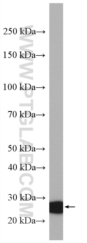 Western Blot (WB) analysis of L02 cells using IDI1 Polyclonal antibody (11166-2-AP)