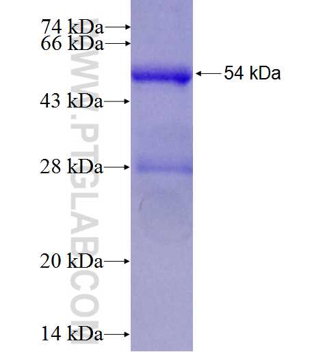 IDI1 fusion protein Ag1636 SDS-PAGE
