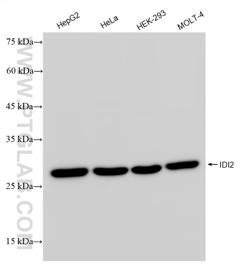 Western Blot (WB) analysis of various lysates using IDI2 Recombinant antibody (84746-1-RR)