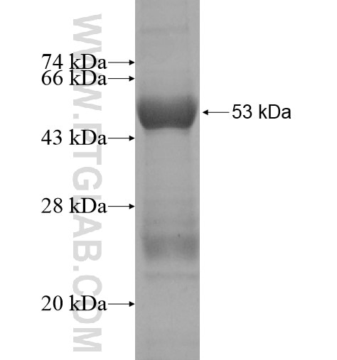 IDI2 fusion protein Ag10098 SDS-PAGE