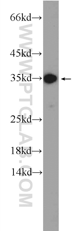Western Blot (WB) analysis of mouse kidney tissue using IDNK Polyclonal antibody (24831-1-AP)