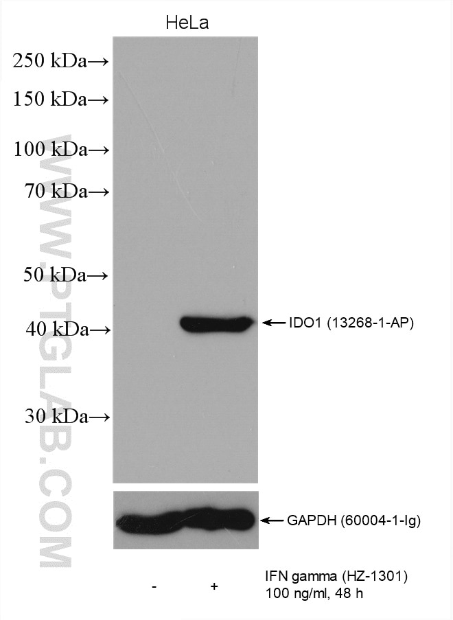 Western Blot (WB) analysis of various lysates using IDO1 Polyclonal antibody (13268-1-AP)