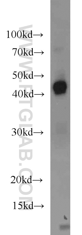 IDO1 Polyclonal antibody