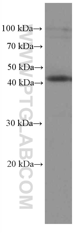 Western Blot (WB) analysis of HSC-T6 cells using IDO1 Monoclonal antibody (66528-1-Ig)