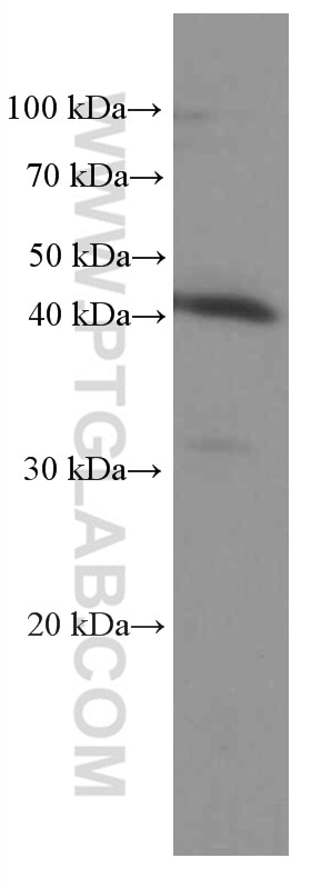 Western Blot (WB) analysis of 4T1 cells using IDO1 Monoclonal antibody (66528-1-Ig)
