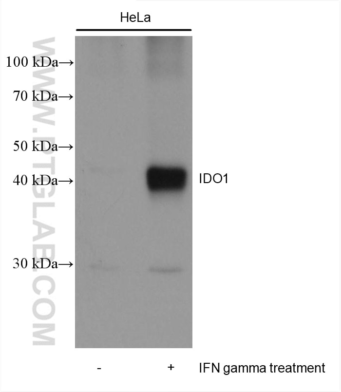 Western Blot (WB) analysis of various lysates using IDO1 Monoclonal antibody (66528-1-Ig)