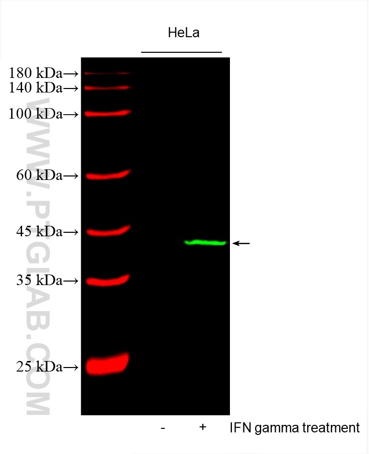 Western Blot (WB) analysis of various lysates using CoraLite® Plus 488-conjugated IDO1 Monoclonal anti (CL488-66528)