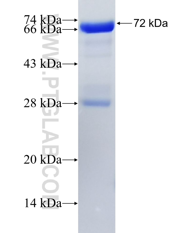 IDO1 fusion protein Ag3953 SDS-PAGE