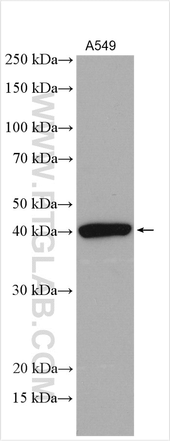 Western Blot (WB) analysis of A549 cells using IDO2 Polyclonal antibody (25053-1-AP)