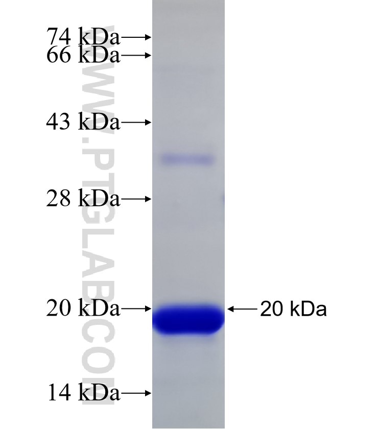 IDO2 fusion protein Ag33013 SDS-PAGE