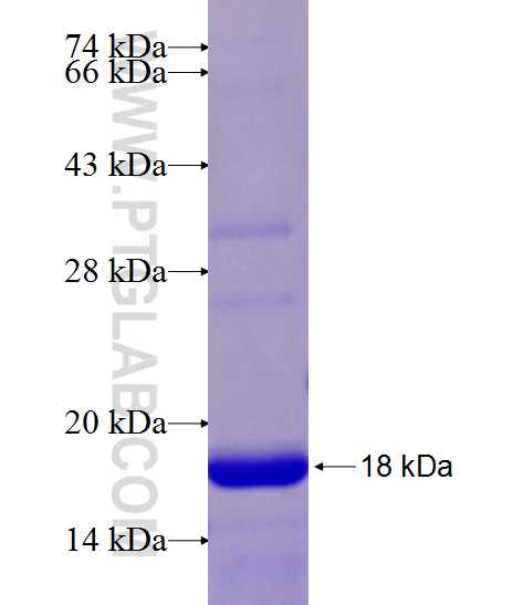 IDO2 fusion protein Ag21866 SDS-PAGE