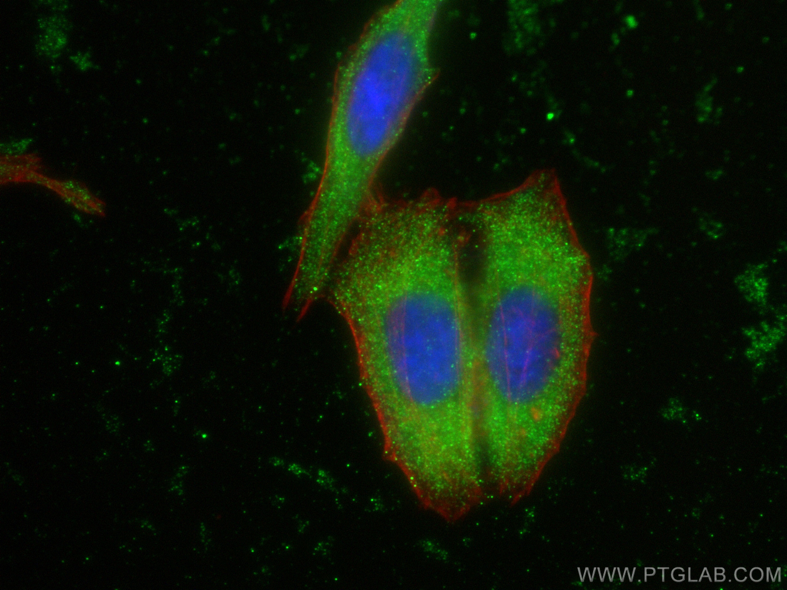 Immunofluorescence (IF) / fluorescent staining of HepG2 cells using Iduronate 2 sulfatase Monoclonal antibody (66112-1-Ig)