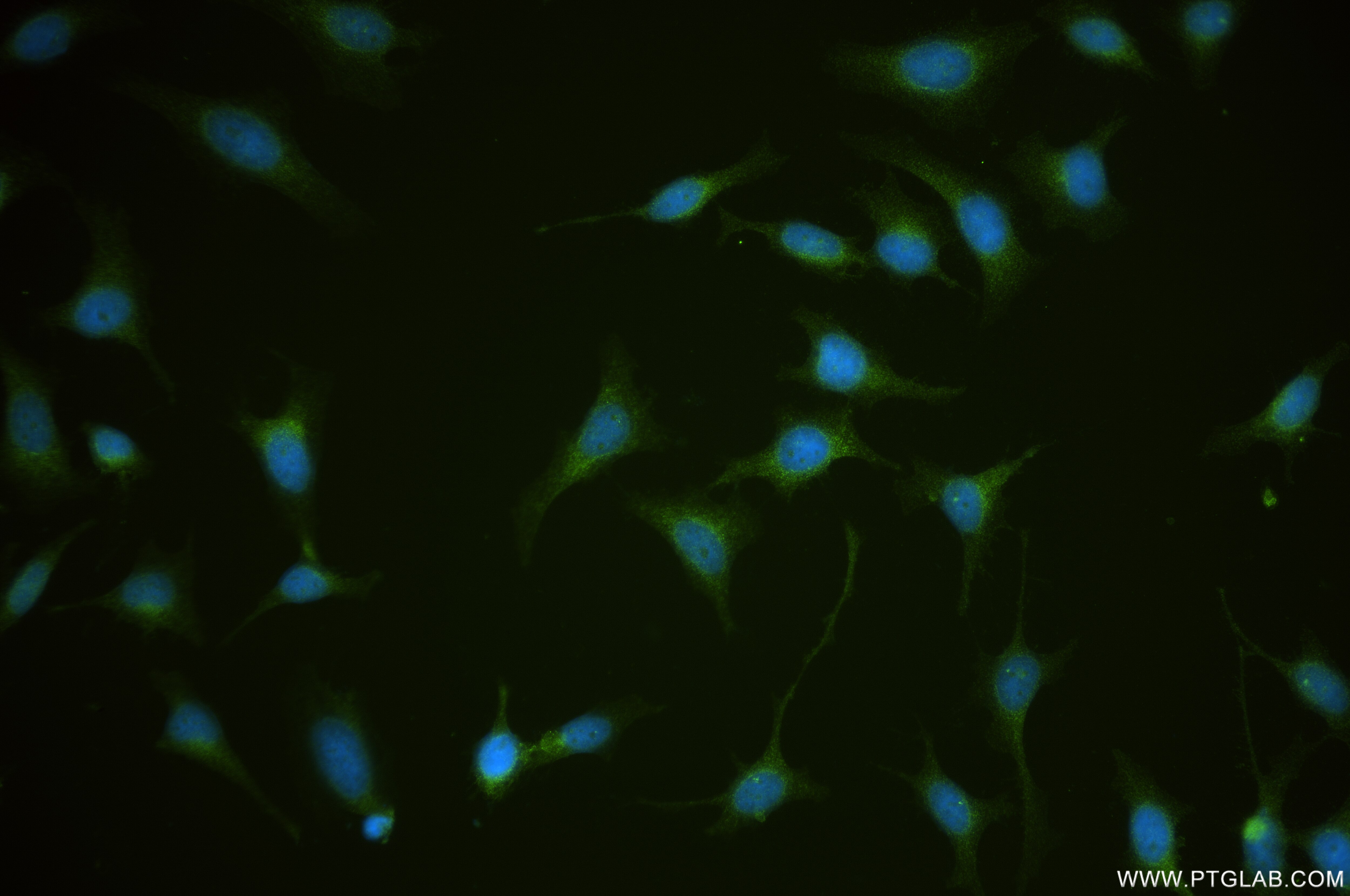 Immunofluorescence (IF) / fluorescent staining of HeLa cells using IDS Recombinant antibody (84623-7-RR)