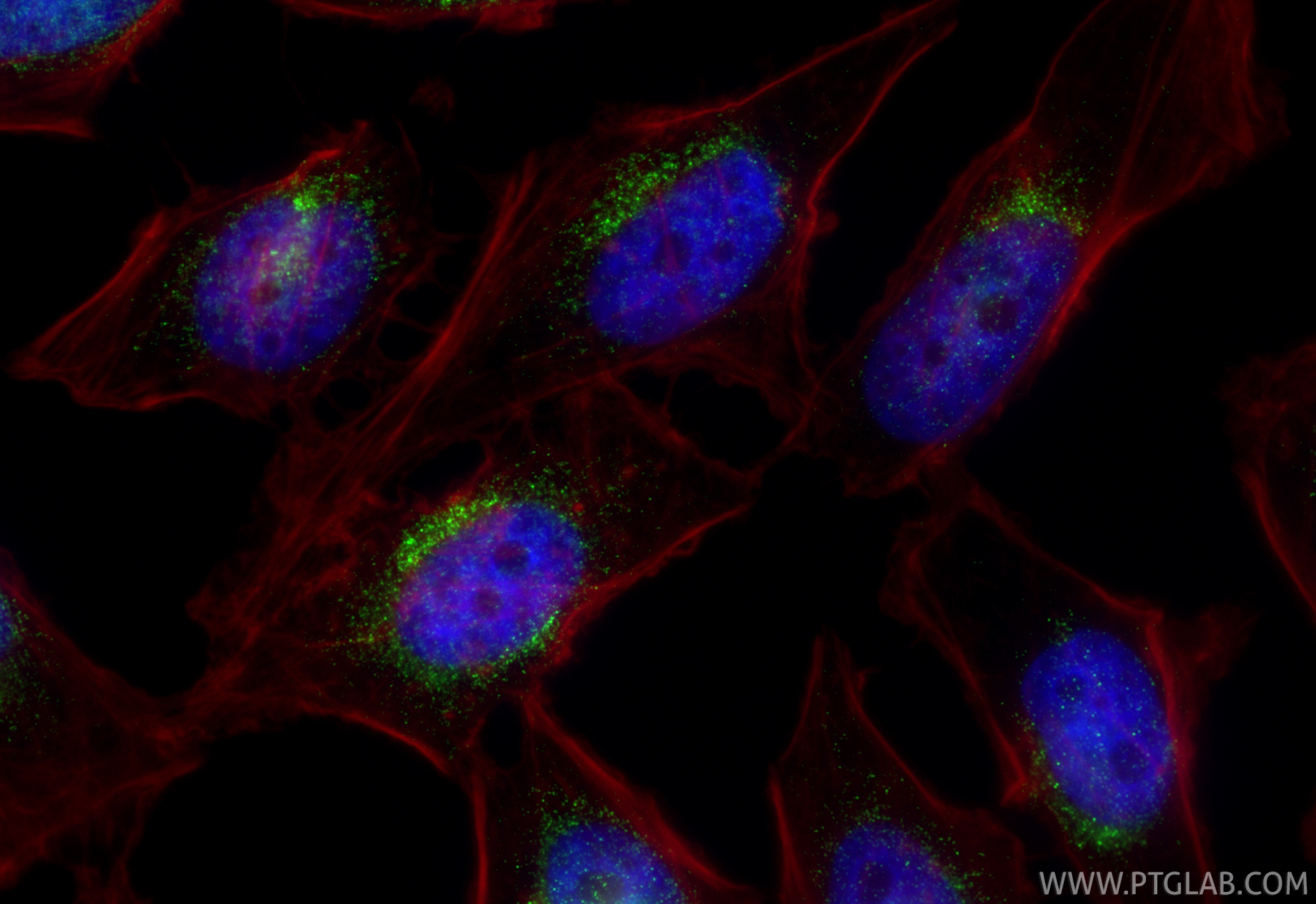 Immunofluorescence (IF) / fluorescent staining of HeLa cells using IDS Recombinant monoclonal antibody (84623-7-RR)