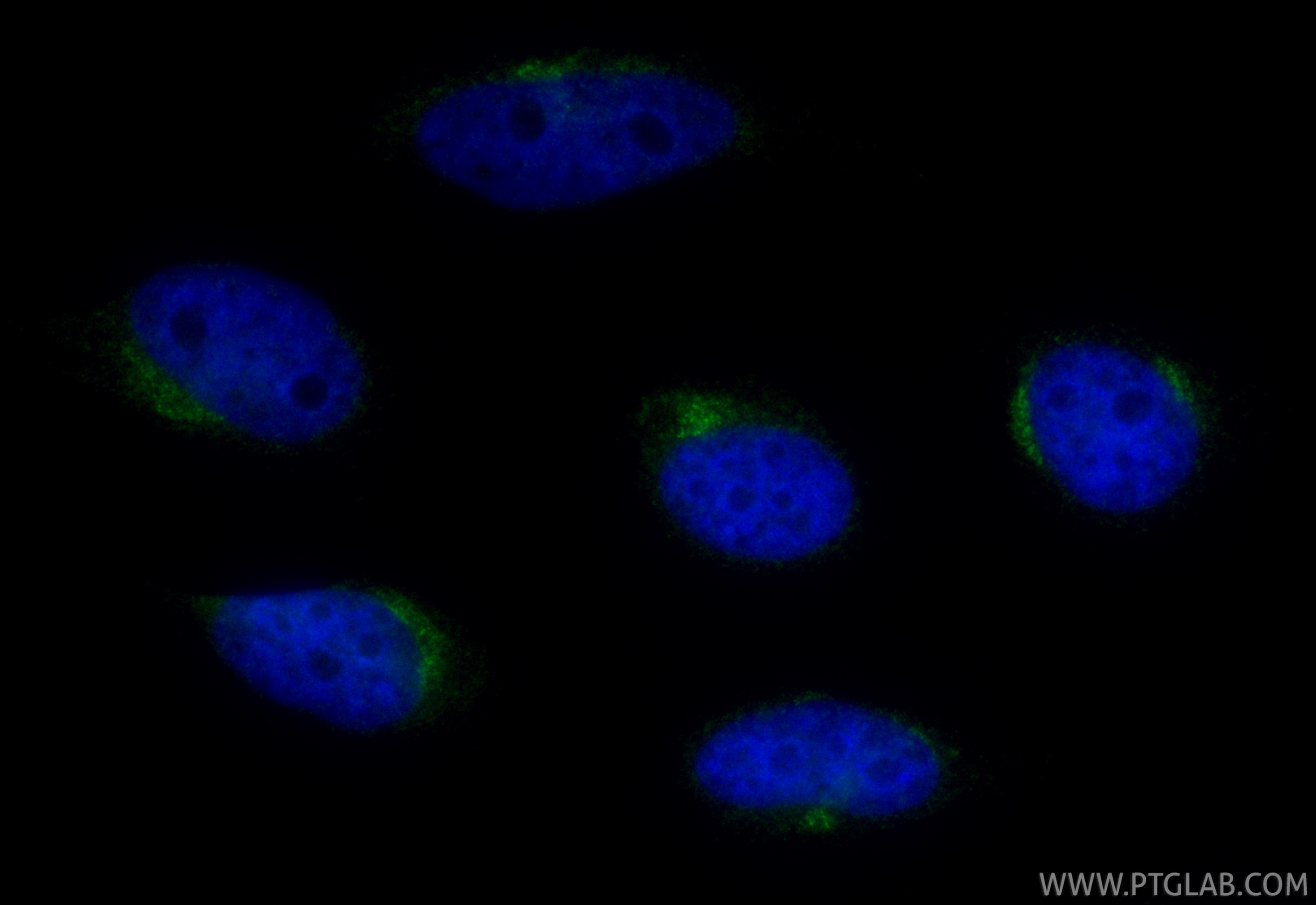 Immunofluorescence (IF) / fluorescent staining of HeLa cells using CoraLite® Plus 488-conjugated IDS Recombinant mono (CL488-84623-7)