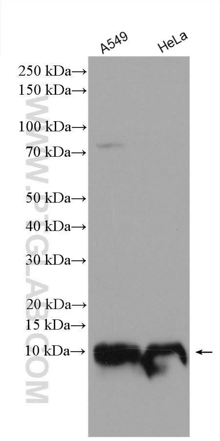 Western Blot (WB) analysis of various lysates using IER3IP1 Polyclonal antibody (29402-1-AP)