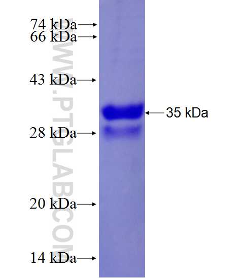 IER3IP1 fusion protein Ag28027 SDS-PAGE