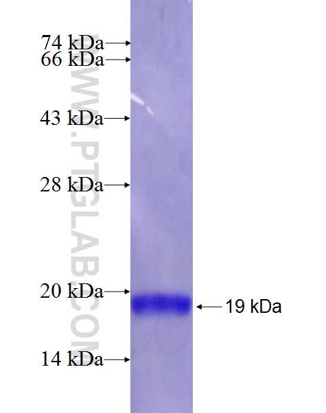 IER5 fusion protein Ag26608 SDS-PAGE