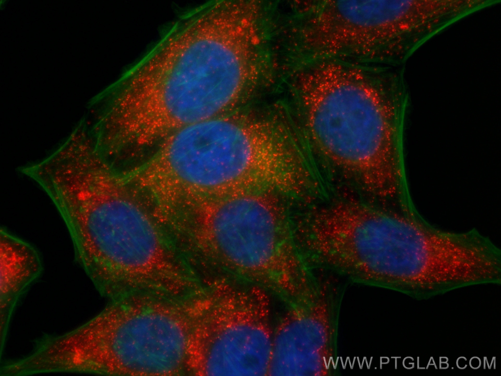 Immunofluorescent analysis of (4% PFA) fixed HepG2 cells using Biotin PEX14 antibody (Biotin-10594) at dilution of 1:200 and CoraLite®594-conjugated Streptavidin (Cat.No. CL594-PF00030), CL488-phalloidin (green).