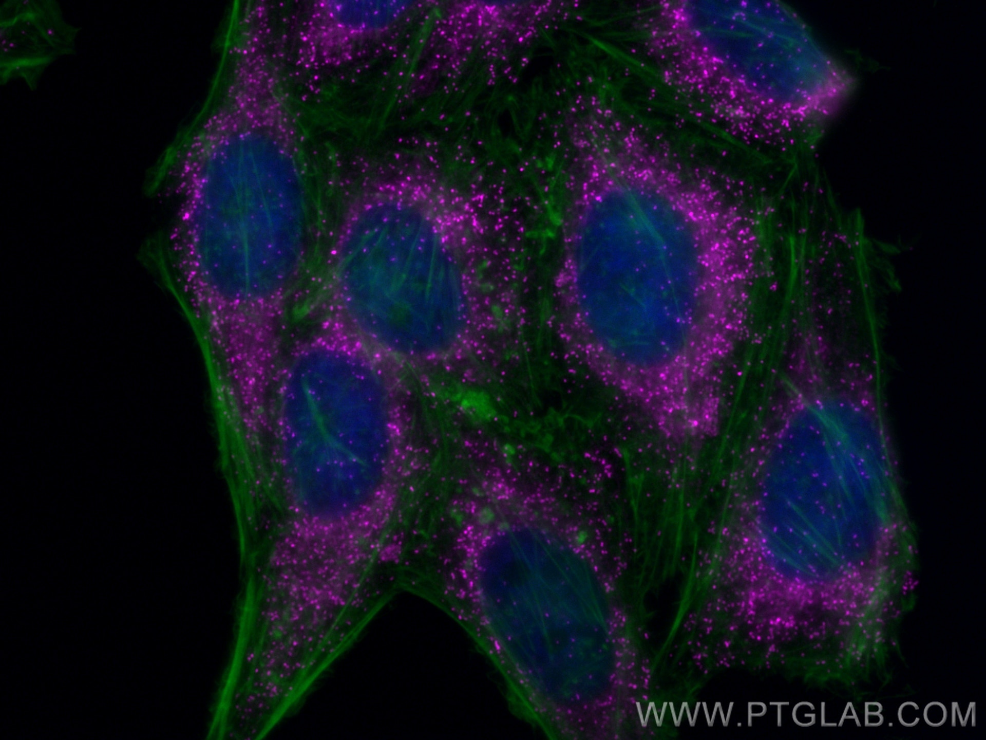 Immunofluorescent analysis of (4% PFA) fixed HepG2 cells using Biotin PEX14 antibody (Biotin-10594) at dilution of 1:200 and CoraLite®Plus 647-conjugated Streptavidin (Cat.No.CL647-PF00030), CL488-phalloidin (green).