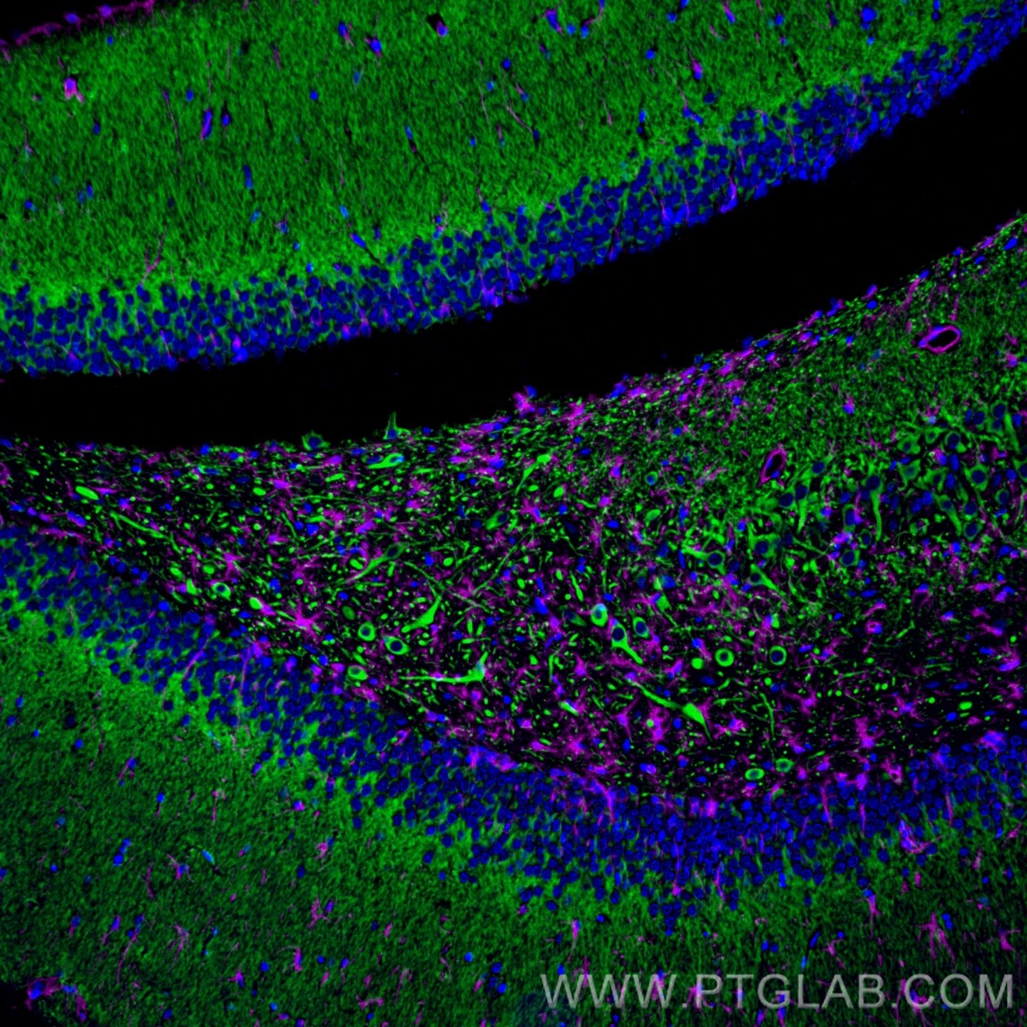 Immunofluorescence of rat brain: FFPE rat brain sections were stained with anti-MAP2 antibody (17490-1-AP, green) labeled with FlexAble HRP Antibody Labeling Kit for Rabbit IgG (KFA005) and Tyramide-488, and anti-GFAP antibody (60190-1-Ig, magenta) labeled with FlexAble HRP Antibody Labeling Kit for Mouse IgG2a (KFA045) and Tyramide-650. Cell nuclei are in blue.