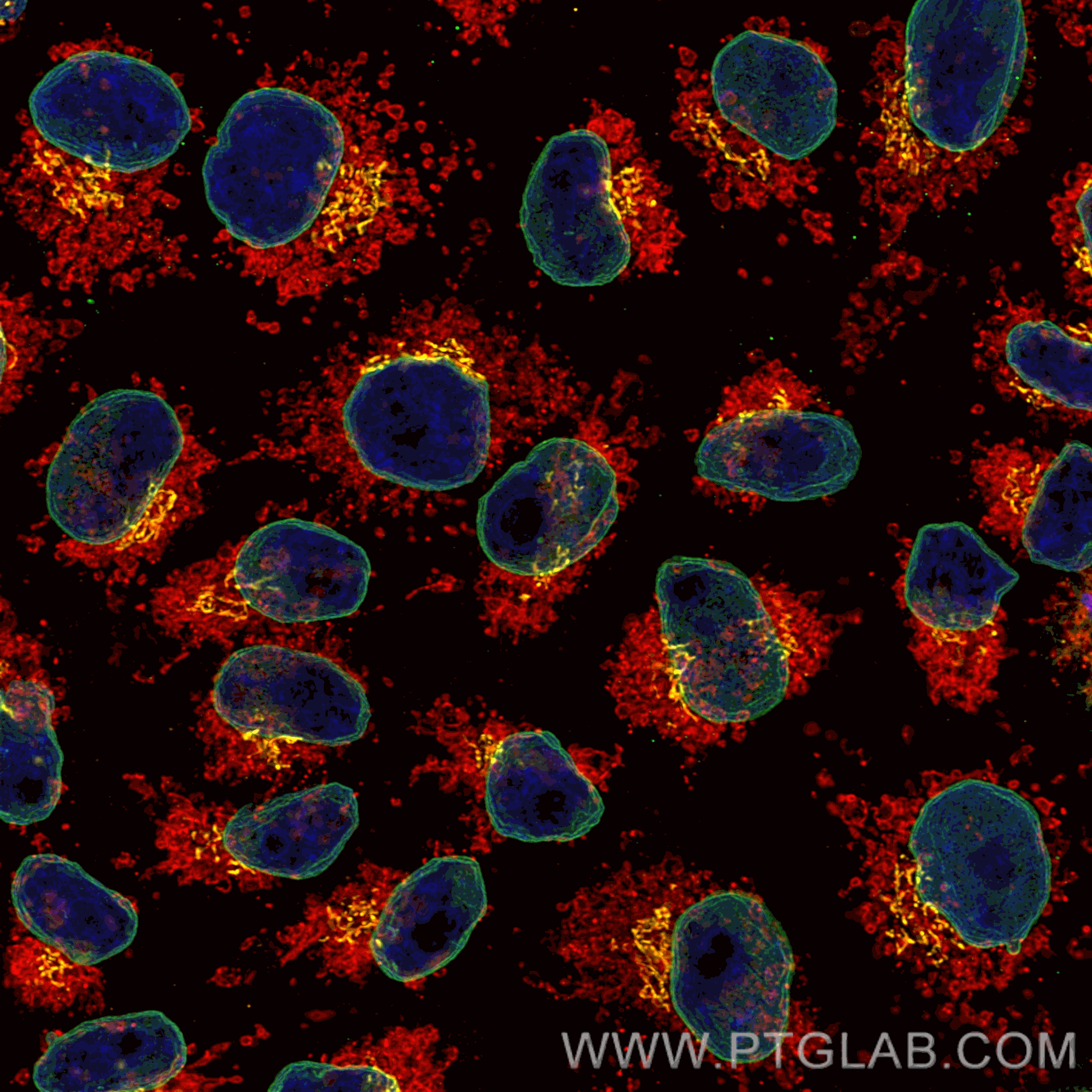 Immunofluorescence of HeLa: PFA-fixed HeLa cells were stained with anti-Lamin B1 antibody (12987-1-AP) followed by polyclonal goat anti-rabbit AF488 secondary antibody (green), anti-GM130 antibody (11308-1-AP) labeled with FlexAble Biotin Antibody Labeling Kit (KFA007) and Streptavidin-ATTO594​ (yellow), and anti-Tom20 antibody (11802-1-AP) separately labeled with FlexAble Biotin Antibody Labeling Kit (KFA007) and Streptavidin-AQ650 (red). Nuclei are stained with DAPI (blue).
Confocal images were acquired with a 100x oil objective and post-processed. Images were recorded at the Core Facility Bioimaging at the Biomedical Center, LMU Munich.