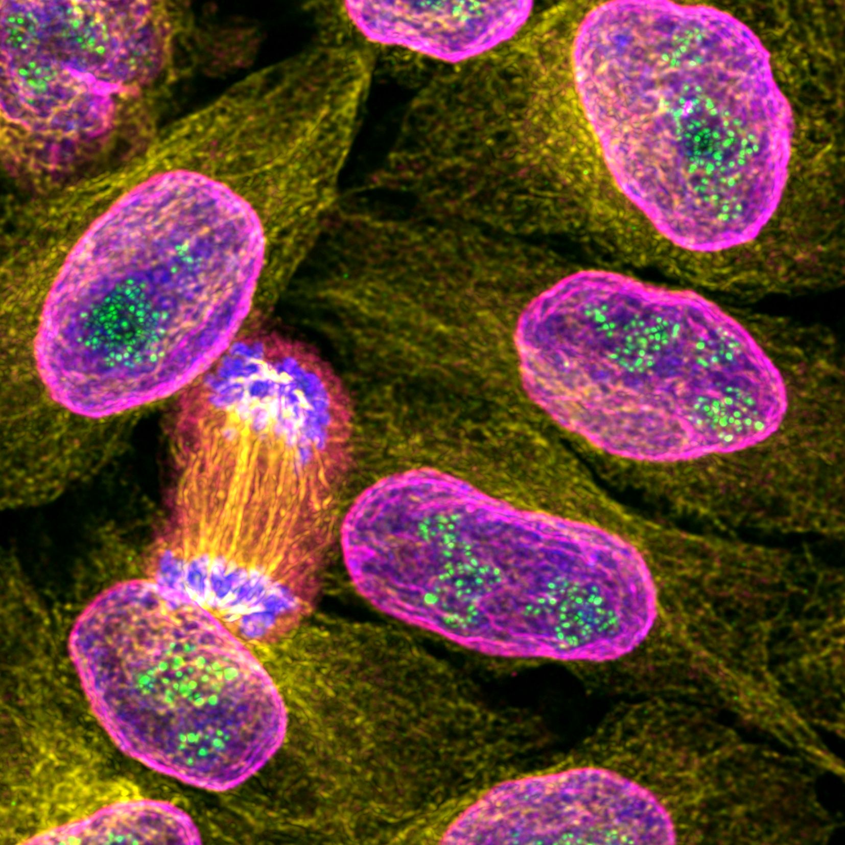 Immunofluorescence of HeLa: PFA-fixed HeLa cells were stained with anti-PAF49 labeled with FlexAble CoraLite® Plus 488 Kit (KFA041, green), anti-Tubulin (66240-1-Ig) labeled with FlexAble CoraLite® Plus 555 Kit (KFA042, yellow), anti-Lamin labeled with FlexAble CoraLite® Plus 647 Kit (KFA043, magenta) and DAPI (blue).
Confocal images were acquired with a 100x oil objective and post-processed. Images were recorded at the Core Facility Bioimaging at the Biomedical Center, LMU Munich.