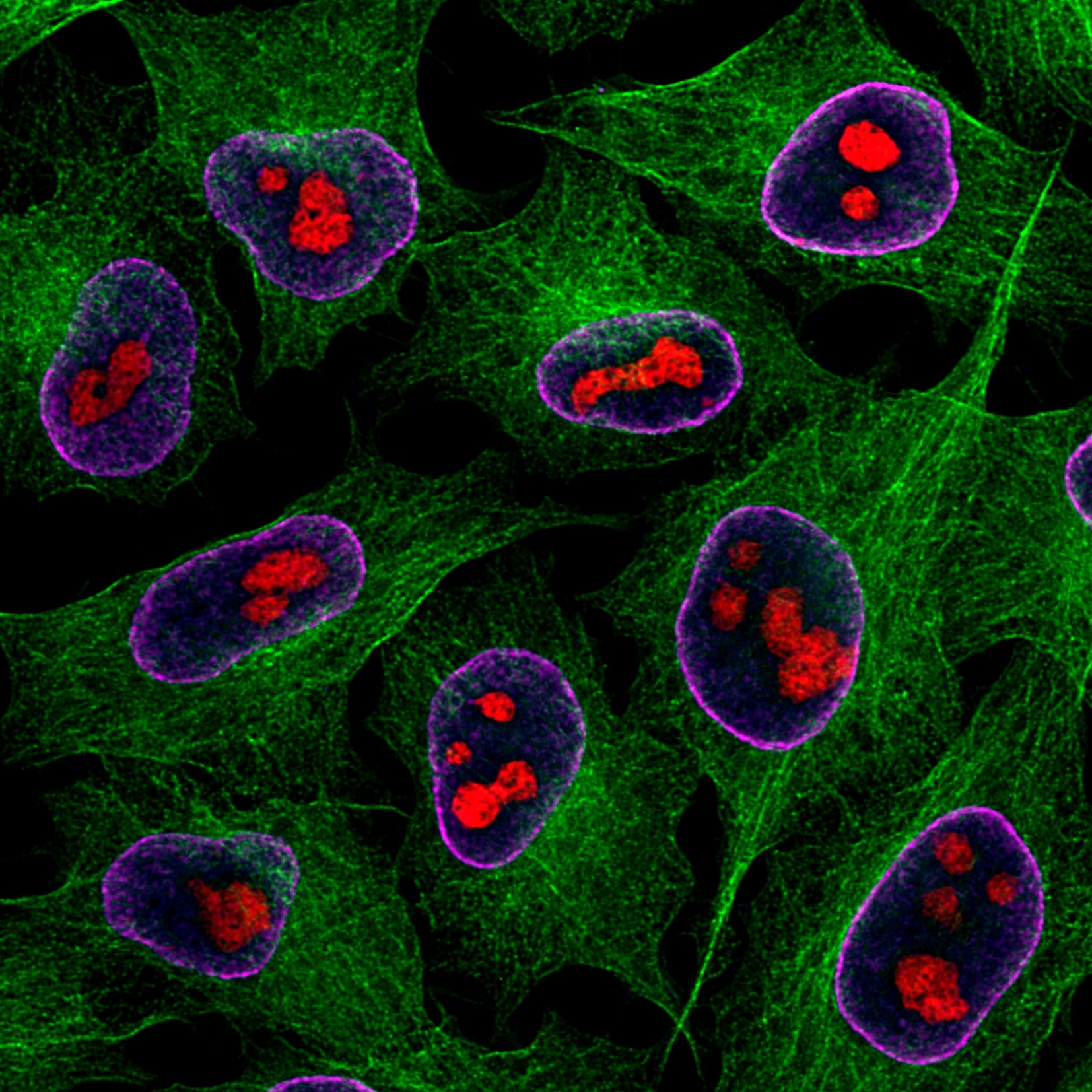 Immunofluorescence of HeLa: PFA-fixed HeLa cells were stained with anti-Tubulin (66240-1-Ig) labeled with FlexAble CoraLite® Plus 488 Kit (KFA041, green), anti-Lamin labeled with FlexAble CoraLite® Plus 647 Kit (KFA043, magenta), CoraLite® 594-conjugated GNL3 antibody (CL594-67169) and DAPI (blue).
Confocal images were acquired with a 100x oil objective and post-processed. Images were recorded at the Core Facility Bioimaging at the Biomedical Center, LMU Munich.