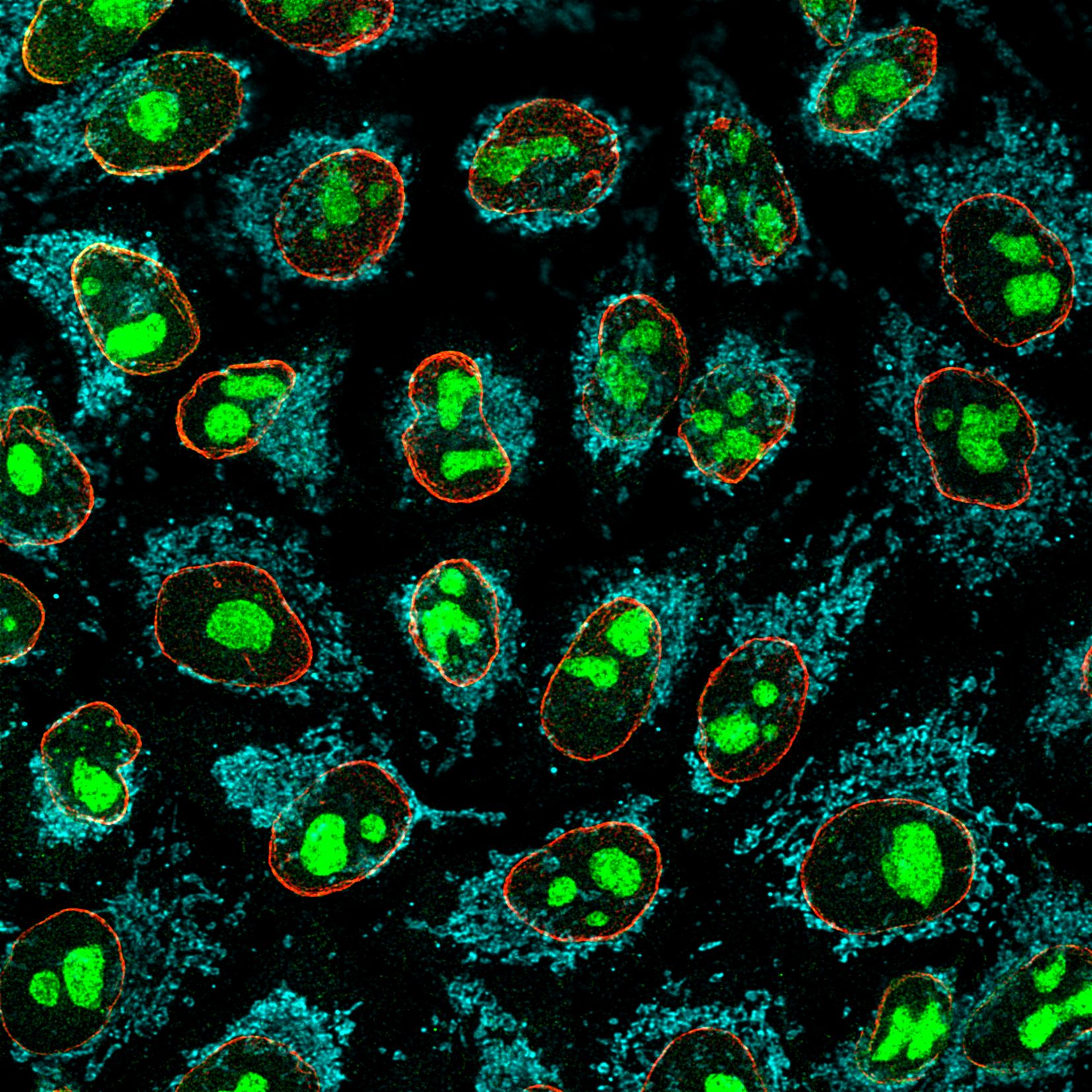 Immunofluorescence of HeLa: PFA-fixed HeLa cells were stained with anti-GNL3 (67169-1-Ig) labeled with FlexAble CoraLite® Plus 488 Kit (KFA041, green), mouse anti-Lamin and anti-mouse IgG secondary antibody Alexa Fluor® 568 (red), rabbit anti-COXIV (11242-1-AP) and anti-rabbit IgG secondary antibody Alexa Fluor® 647 (cyan) and DAPI (blue).
Confocal images were acquired with a 100x oil objective and post-processed. Images were recorded at the Core Facility Bioimaging at the Biomedical Center, LMU Munich.
