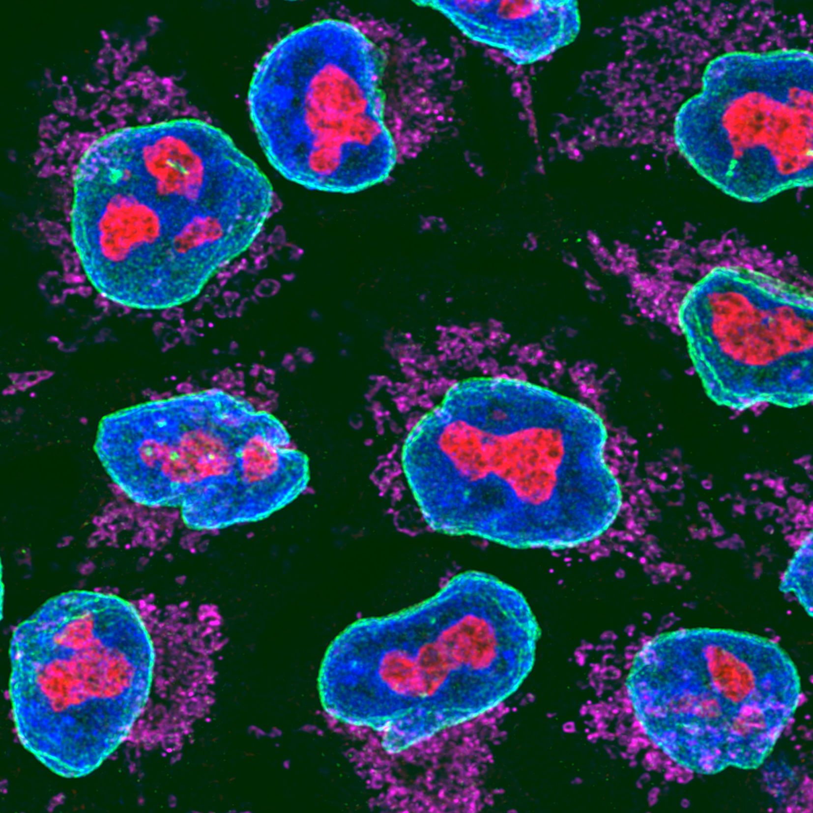 Immunofluorescence of HeLa: PFA-fixed HeLa cells were stained with anti-Lamin labeled with FlexAble CoraLite® Plus 488 Kit (KFA041, green), anti-GNL3 (67169-1-Ig) labeled with FlexAble CoraLite® Plus 555 Kit (KFA042, red), anti-Tom20 (11802-1-AP) labeled with FlexAble CoraLite® Plus 647 Kit (KFA003, magenta) and DAPI (blue).
Confocal images were acquired with a 100x oil objective and post-processed. Images were recorded at the Core Facility Bioimaging at the Biomedical Center, LMU Munich.