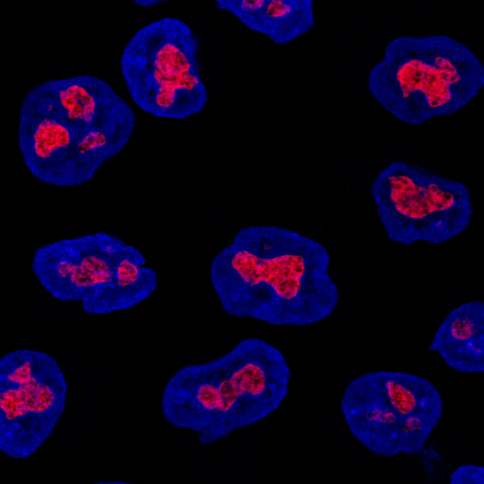 Immunofluorescence of HeLa: PFA-fixed HeLa cells were stained with anti-GNL3 (67169-1-Ig) labeled with FlexAble CoraLite® Plus 555 Kit (KFA042, red) and DAPI (blue).
Confocal images were acquired with a 100x oil objective and post-processed. Images were recorded at the Core Facility Bioimaging at the Biomedical Center, LMU Munich.