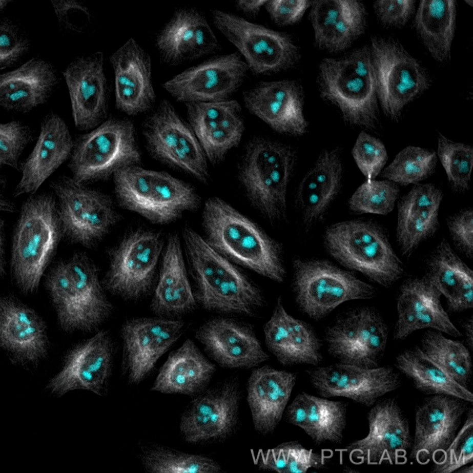 PFA-fixed HeLa cells were stained with anti-GNL3 (67169-1-Ig) labeled with FlexAble CoraLite® Plus 405 Kit (KFA046, cyan) and anti-Tubulin (66240-1-Ig) labeled with FlexAble CoraLite® Plus 750 Kit (KFA044, grey). Epifluorescence images were acquired with a 20x objective and post-processed.​