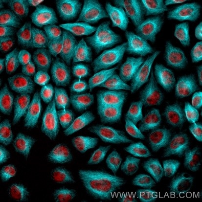 Immunofluorescence of HeLa: PFA-fixed HeLa cells were stained with anti-Tubulin antibody labeled with FlexAble CoraLite® Plus 405 Kit (KFA066, cyan) and anti-HDAC2 (67165-1-Ig) labeled with FlexAble CoraLite® Plus 750 Kit (KFA064, red). Epifluorescence images were acquired with a 20x objective and post-processed.