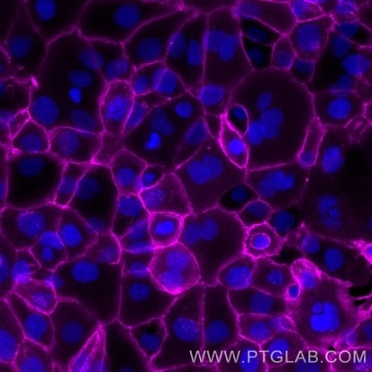 Live A431 cells were immunostained with anti-EGFR (cetuximab biosimilar) labeled with FlexAble CoraLite Plus 647 Antibody Labeling Kit for Human IgG (KFA106). Nuclei are in blue.​  Epifluorescence images were acquired with a 20x objective and post-processed.​