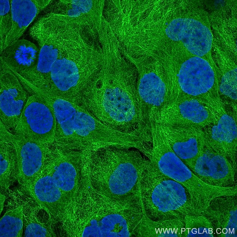 Immunofluorescence of A431 cells: PFA-fixed cells were stained with rat anti-Tubulin alpha antibody labeled with FlexAble CoraLite® Plus 488 Kit (KFA121, green). Cell nuclei were stained with DAPI (blue). 
Confocal images were acquired with a 63x oil objective and post-processed. Images were recorded at the Core Facility Bioimaging at the Biomedical Center, LMU Munich.