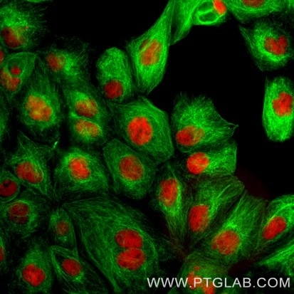 Immunofluorescence of A431: Formaldehyde-fixed A431 cells were stained with rat IgG2a kappa anti-Tubulin antibody labeled with FlexAble CoraLite® Plus 488 Kit (KFA121, green) and rat IgG1 kappa anti-RPA32 antibody labeled with FlexAble CoraLite® Plus 555 Kit (KFA122, red). 

Epifluorescence images were acquired with a 20x objective and post-processed.