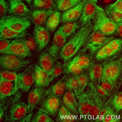 Immunofluorescence of A431: Formaldehyde-fixed A431 cells were stained with rat IgG2a kappa anti-Tubulin antibody labeled with FlexAble CoraLite® Plus 488 Kit (KFA121, green) and rat IgG2b kappa anti-RNA PolymeraseII antibody labeled with FlexAble CoraLite® Plus 555 Kit (KFA122, red). 

Epifluorescence images were acquired with a 20x objective and post-processed.