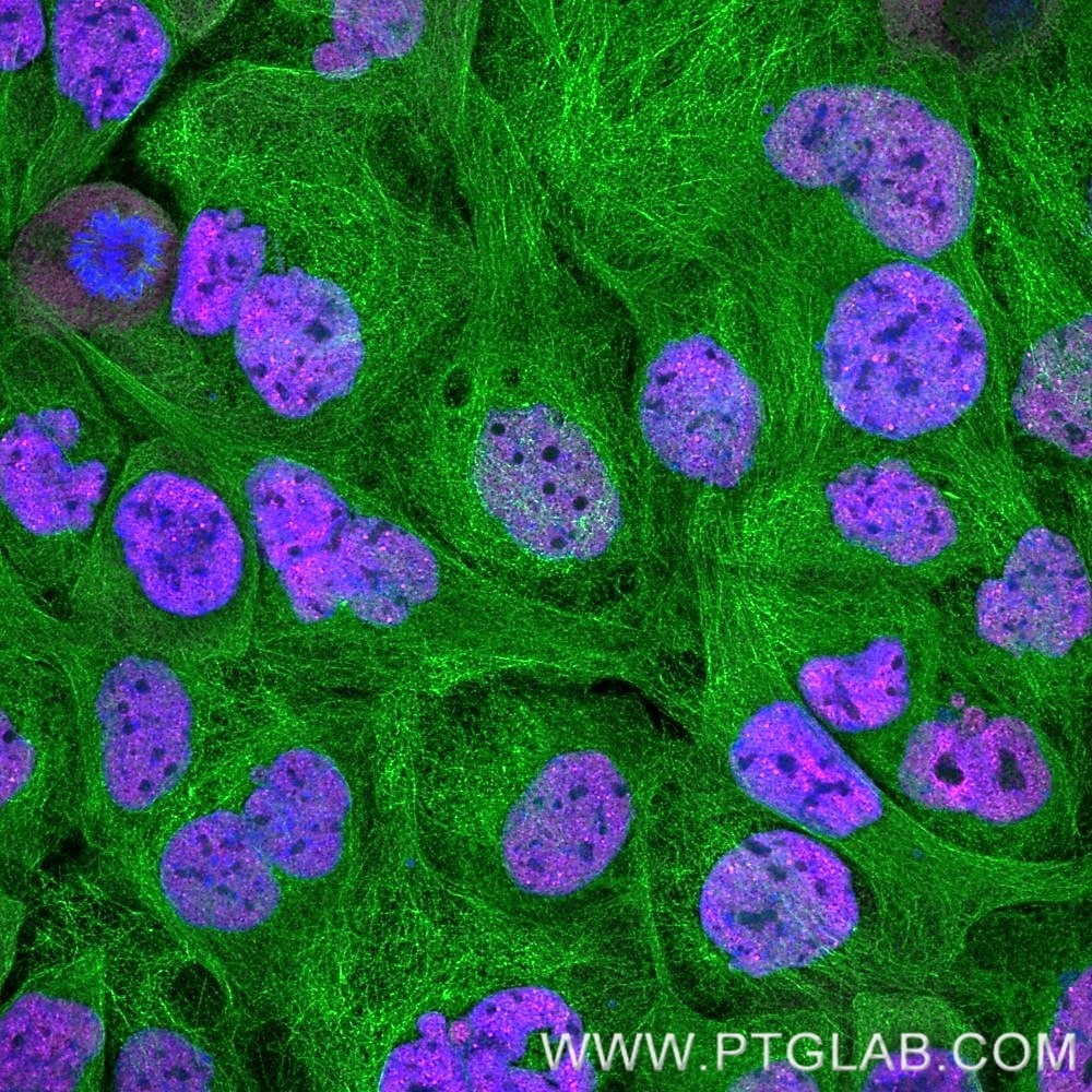 Immunofluorescence of A431 cells: PFA-fixed cells were co-stained with rat anti-RNA Pol II Ser5 antibody labeled with FlexAble CoraLite® Plus 647 Kit (KFA123, magenta) and with rat anti-Tubulin alpha antibody labeled with FlexAble CoraLite® Plus 488 Kit (KFA121, green). Cell nuclei were stained with DAPI (blue). 
 Confocal images were acquired with a 63x oil objective and post-processed. Images were recorded at the Core Facility Bioimaging at the Biomedical Center, LMU Munich.