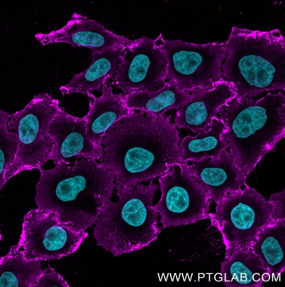 Immunostaining of HeLa cells with rabbit anti-CD147 antibody (11989-1-AP, 1:200, magenta), which was labeled with a 15-nt DNA oligonucleotide using the KFA150 Kit