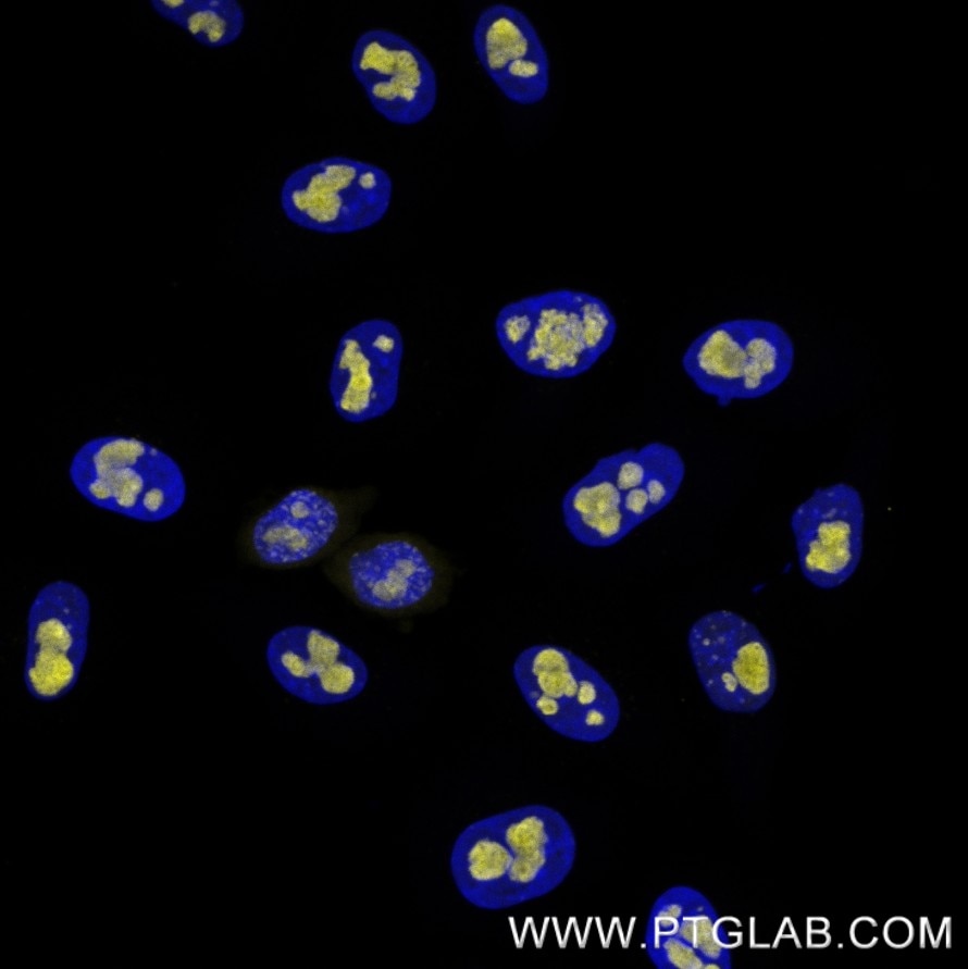Immunostaining of HeLa cells with mouse IgG1 anti-B23 antibodies (60096-1-Ig, 1:500, yellow), which was labeled with a 15-nt DNA oligonucleotide using the KFA152 Kit. Detection was performed by hybridization with imaging DNA strands, carrying ATTO643. Nuclei are stained with DAPI (blue). Immunostaining of HeLa cells with mouse IgG1 anti-B23 antibodies (60096-1-Ig, 1:500, yellow), which was labeled with a 15-nt DNA oligonucleotide using the KFA152 Kit. Detection was performed by hybridization with imaging DNA strands, carrying ATTO643. Nuclei are stained with DAPI (blue).