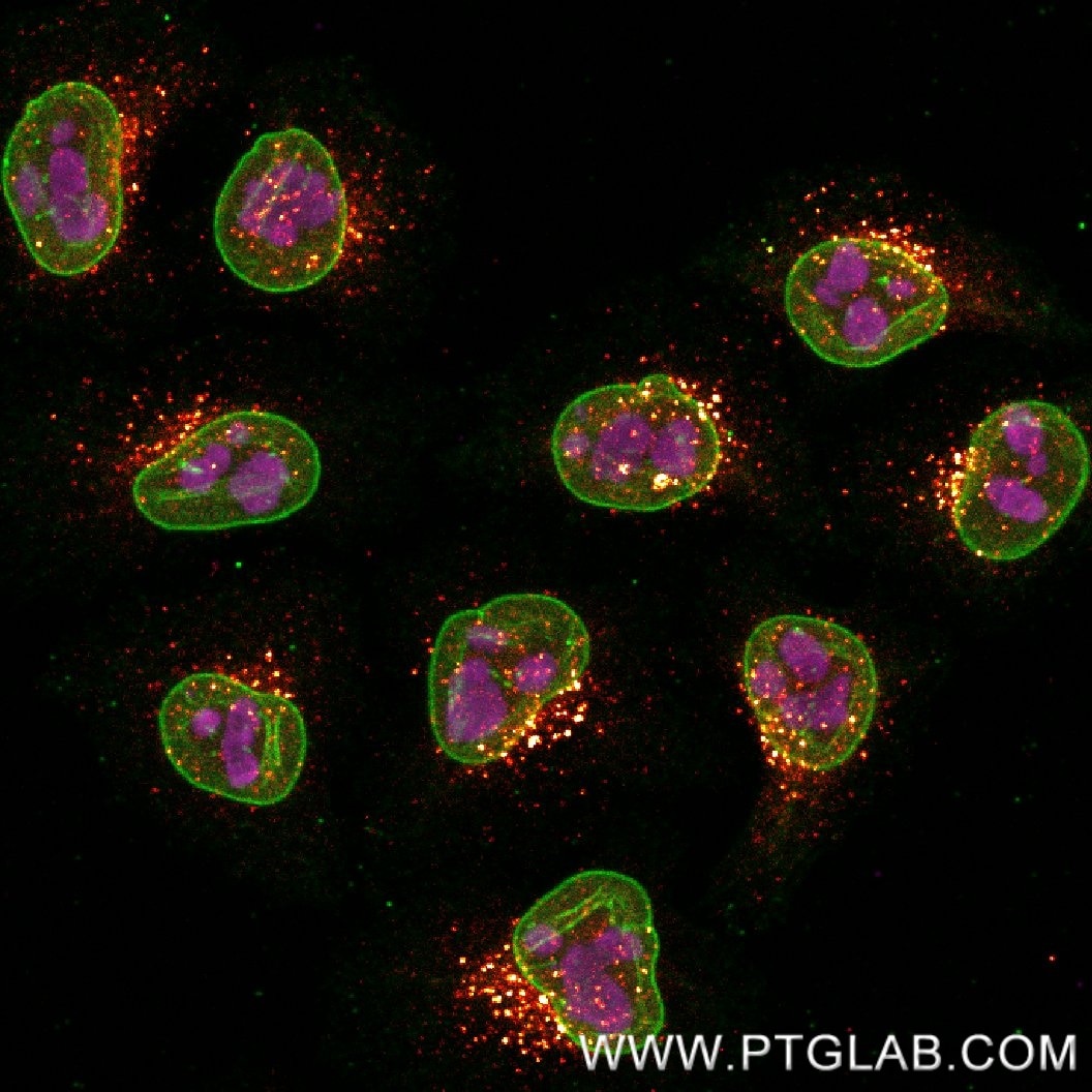 Immunostaining of HeLa cells with three mouse IgG1 antibodies - anti-B23 (60096-1-Ig, 1:500, magenta), anti-Lamin B1 (66095-1-Ig, 1:200, green) and anti-EEA1 (68065-1-Ig, 1:200, orange hot) - each labeled with a different 15-nt DNA oligonucleotide separately using KFA152 and KFA153 Kits. Detection was performed by hybridization with imaging DNA strands, carrying ATTO643/565/488 respectively. Immunostaining of HeLa cells with three mouse IgG1 antibodies - anti-B23 (60096-1-Ig, 1:500, magenta), anti-Lamin B1 (66095-1-Ig, 1:200, green) and anti-EEA1 (68065-1-Ig, 1:200, orange hot) - each labeled with a different 15-nt DNA oligonucleotide separately using KFA152 and KFA153 Kits. Detection was performed by hybridization with imaging DNA strands, carrying ATTO643/565/488 respectively.