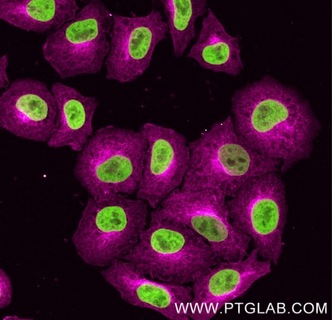 Immunostaining of HeLa cells with mouse IgG2a anti-Tubulin antibodies (66240-1-Ig, 1:200, magenta), which was labeled with a 15-nt DNA oligonucleotide using the KFA154 Kit. Detection was performed by hybridization with imaging DNA strands carrying ATTO643. Nuclei are in green. Immunostaining of HeLa cells with mouse IgG2a anti-Tubulin antibodies (66240-1-Ig, 1:200, magenta), which was labeled with a 15-nt DNA oligonucleotide using the KFA154 Kit. Detection was performed by hybridization with imaging DNA strands carrying ATTO643. Nuclei are in green.