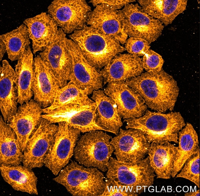 Immunostaining of HeLa cells with mouse IgG2b anti-Tubulin antibodies (66031-1-Ig, 1:100, orange), which was labeled with a 15-nt DNA oligonucleotide using the KFA156 Kit. Detection was performed by hybridization with imaging DNA strands carrying ATTO643. Nuclei are in blue. Immunostaining of HeLa cells with mouse IgG2b anti-Tubulin antibodies (66031-1-Ig, 1:100, orange), which was labeled with a 15-nt DNA oligonucleotide using the KFA156 Kit. Detection was performed by hybridization with imaging DNA strands carrying ATTO643. Nuclei are in blue.