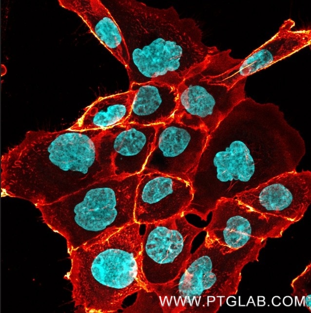 Immunostaining of A431 cells with human anti-EGFR antibodies (cetuximab biosimilar, 1:800, hot orange), which was labeled with a 15-nt DNA oligonucleotide using the KFA159 Kit. Detection was performed by hybridization with imaging DNA strands, carrying ATTO643. Nuclei are stained with DAPI (cyan). Immunostaining of A431 cells with human anti-EGFR antibodies (cetuximab biosimilar, 1:800, hot orange), which was labeled with a 15-nt DNA oligonucleotide using the KFA159 Kit. Detection was performed by hybridization with imaging DNA strands, carrying ATTO643. Nuclei are stained with DAPI (cyan).