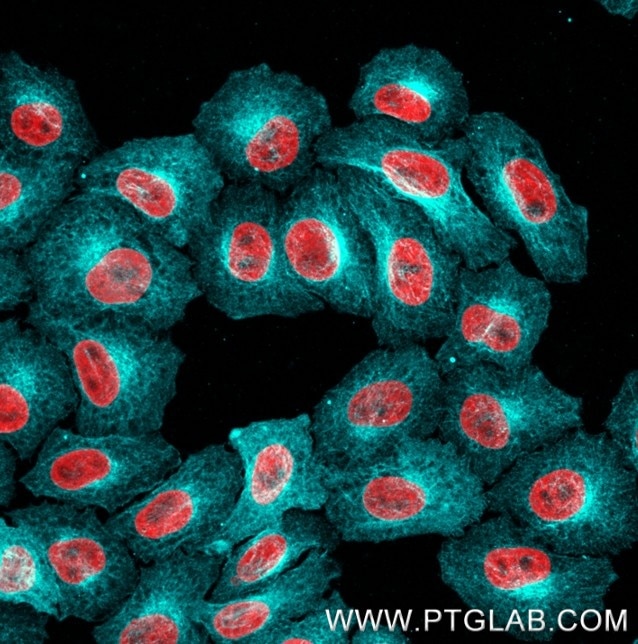 Immunostaining of HeLa cells with rat kappa LC anti-Tubulin antibodies (other vendor, 1:1000, cyan), which was labeled with a 15-nt DNA oligonucleotide using the KFA161 Kit. Detection was performed by hybridization with imaging DNA strands carrying ATTO643. Nuclei are in red. Immunostaining of HeLa cells with rat kappa LC anti-Tubulin antibodies (other vendor, 1:1000, cyan), which was labeled with a 15-nt DNA oligonucleotide using the KFA161 Kit. Detection was performed by hybridization with imaging DNA strands carrying ATTO643. Nuclei are in red.