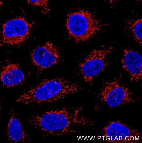 Immunofluorescence of Hela cells: PFA-fixed cells were stained with rabbit IgG anti-CoxIV antibody (11242-1-AP) labeled with FlexAble 2.0 CoraLite® Plus 555 Kit (KFA502, red). Cell nuclei were stained with DAPI (blue). 

Confocal images were acquired with a 63x oil objective and post-processed. Images were recorded at the Core Facility Bioimaging at the Biomedical Center, LMU Munich.