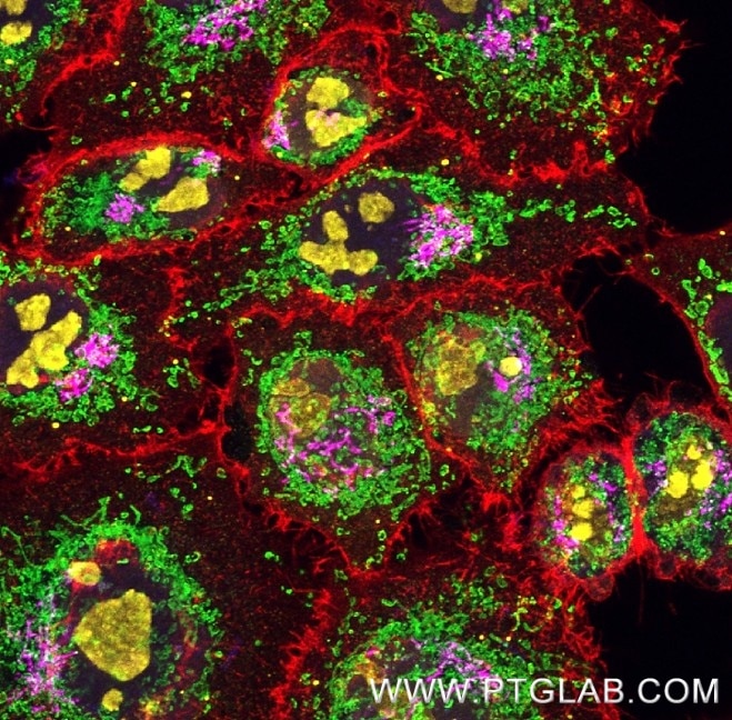 Immunofluorescence of HeLa cells with 5 rabbit primary antibodies: PFA-fixed cells were stained with anti-TDP-43 antibody (10782-2-AP, blue) labeled with FlexAble 2.0 CoraLite® Plus 405 Kit (KFA506), anti-TOM20 antibody (11802-1-AP, green) labeled with FlexAble 2.0 CoraLite® Plus 488 Kit (KFA501), anti-CD147 antibody (10186-R125, red) labeled with FlexAble 2.0 CoraLite® Plus 594 Kit (KFA509), anti-NCL antibody (10556-1-AP, yellow) labeled with FlexAble 2.0 CoraLite® Plus 647 Kit (KFA503), and anti-GOLGA2 antibody (11308-1-AP, magenta) labeled with FlexAble 2.0 CoraLite® Plus 750 Kit (KFA504). Confocal Images were acquired with a 60x oil objective and post-processed.