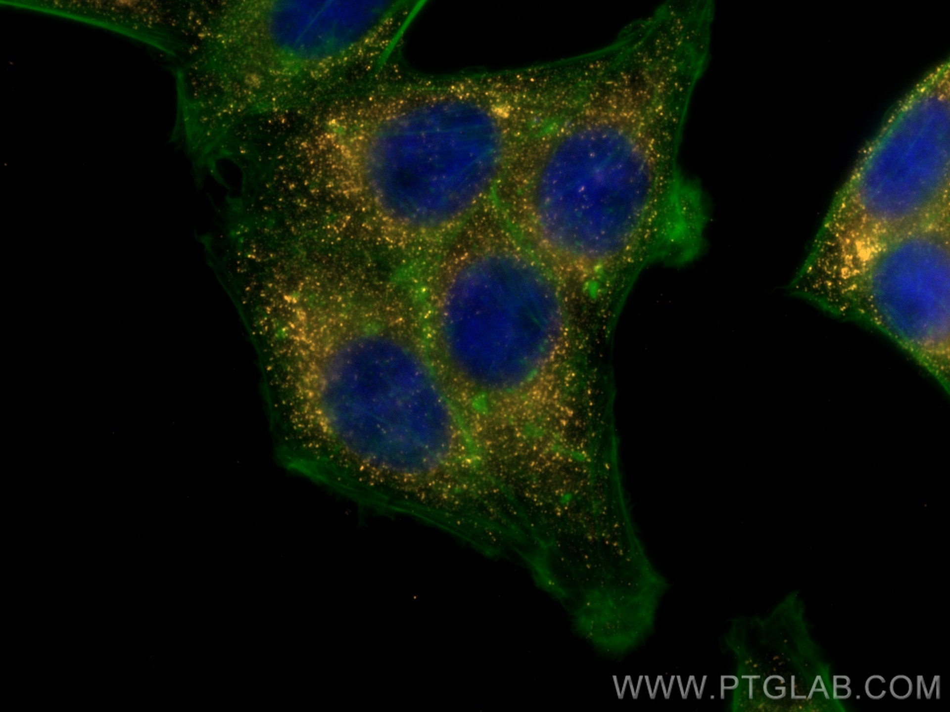 Immunofluorescent analysis of (4% PFA) fixed HepG2 cells using Biotin PEX14 antibody (Biotin-10594) at dilution of 1:200 and PE Streptavidin (Cat.No. PE-PF00030), CL488-phalloidin (green).