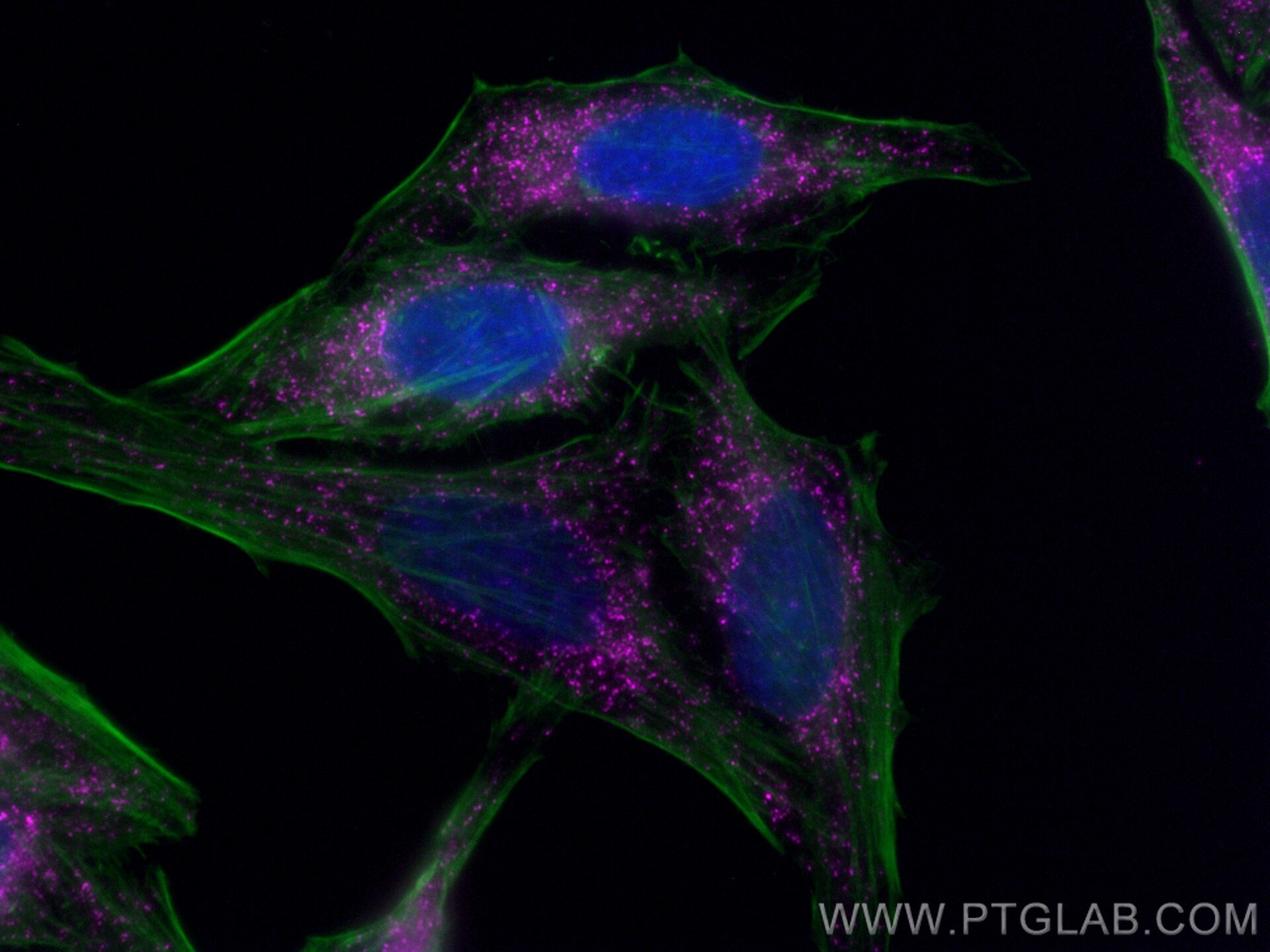 Immunofluorescent analysis of (4% PFA) fixed HepG2 cells using Biotin PEX14 antibody (Biotin-10594) at dilution of 1:200 and APC Streptavidin (Cat.No. PF00022), CL488-phalloidin (green).